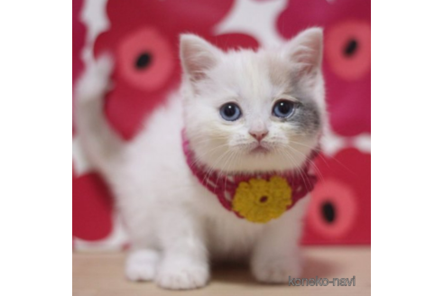 成約済の東京都のスコティッシュフォールド-72708